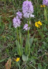 20 Dreizaehniges Knabenkraut